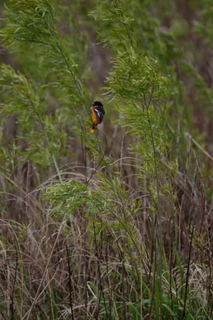 IMG_3397