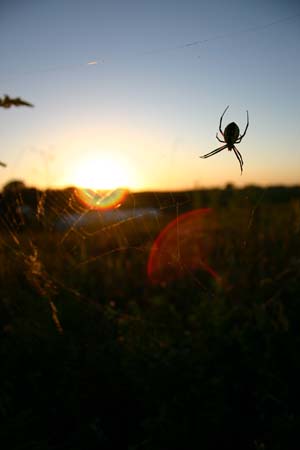 IMG_4731